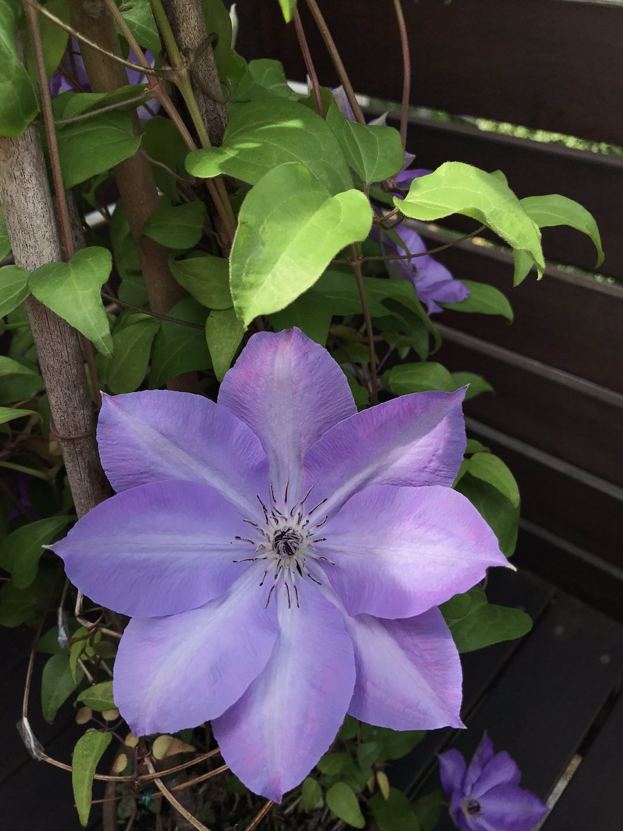 Chambo Chambo Twitter