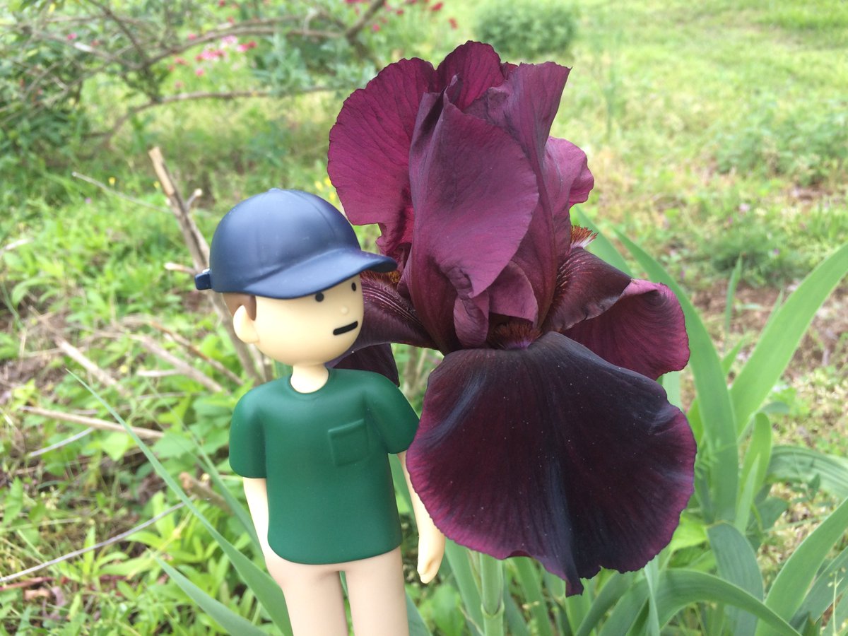 This isn't a tiny flower at all, sorry. This iris is huge and kind of a strange almost-black reddish purple color, so I'm going to call it Dark and Wild.