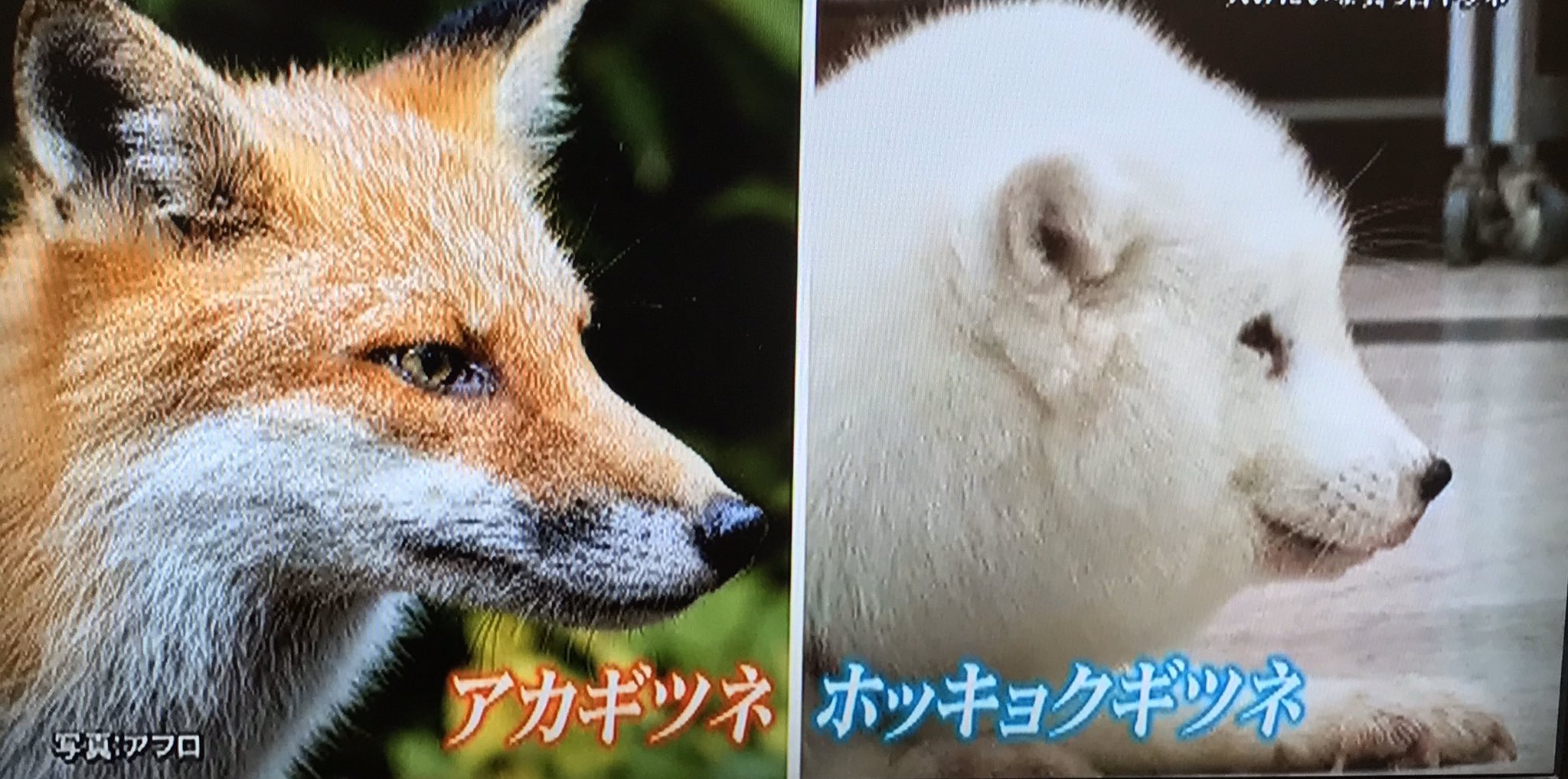 いよだんテンコー60 アカギツネは顔がシュ ホッキョクギツネは 二代目はなこ バア い 癒してくれるから 汗 キツネ村 ホッキョクギツネ 見せましょうおキツネの力 T Co Kujhuojh4g Twitter
