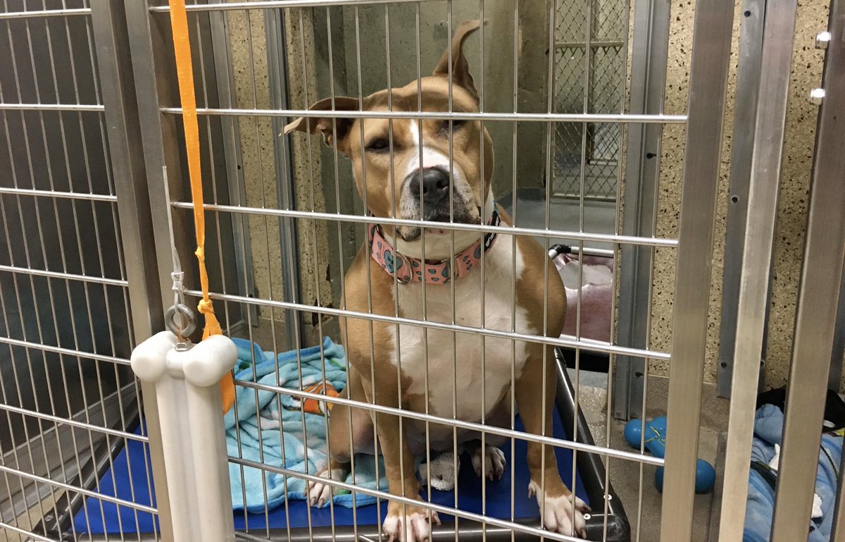 adopt_melia's tweet image. Does anyone want to give me a chance? I’ve been here for 1,338 days. Lexi will thrive in a quiet adult home &amp;amp; where she is the only pet. Needs time to get to know you. Town of Hempstead Animal Shelter, NY. Email: adoption@tohmail.org #NewYork #AdoptMe