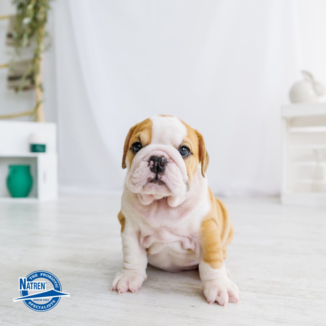 natrenpro's tweet photo. CanineDophilus is a gel probiotic developed to help support intestinal health of your pup and maintain a healthy intestinal flora. We have probiotics for Cats, Horses, Birds, and farm animals too! #petprobiotics https://t.co/L5mlGC0zcQ