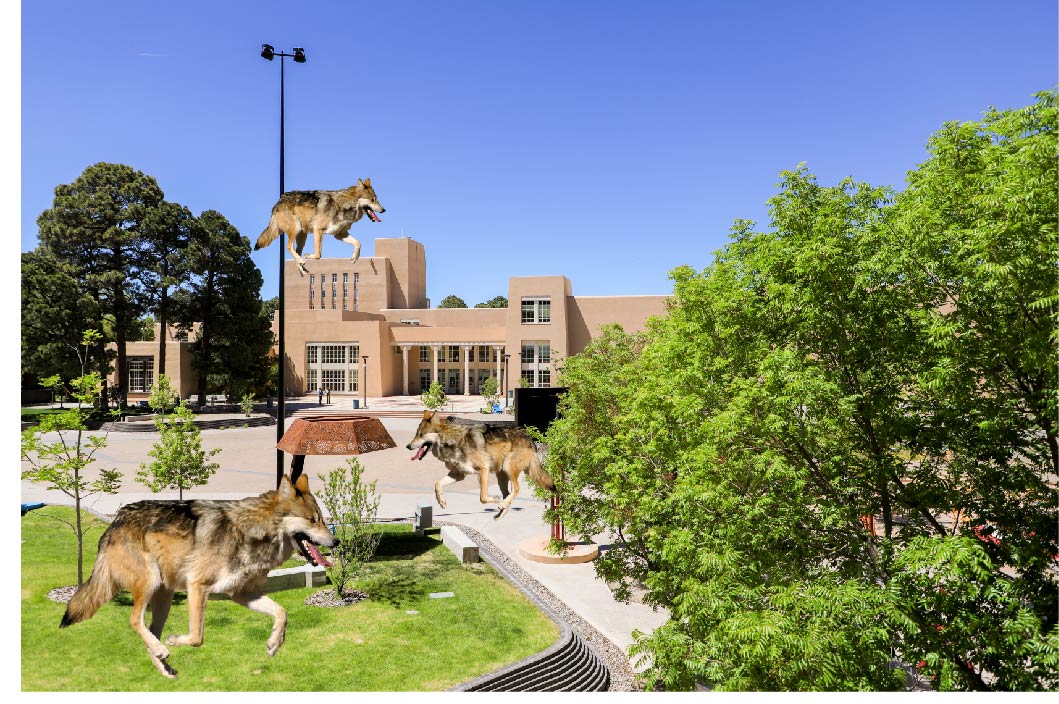 During the time of limited operations, an unusual pack of Lobos 🐺has returned to campus. 🐾Nature is healing. 🍃 ✨