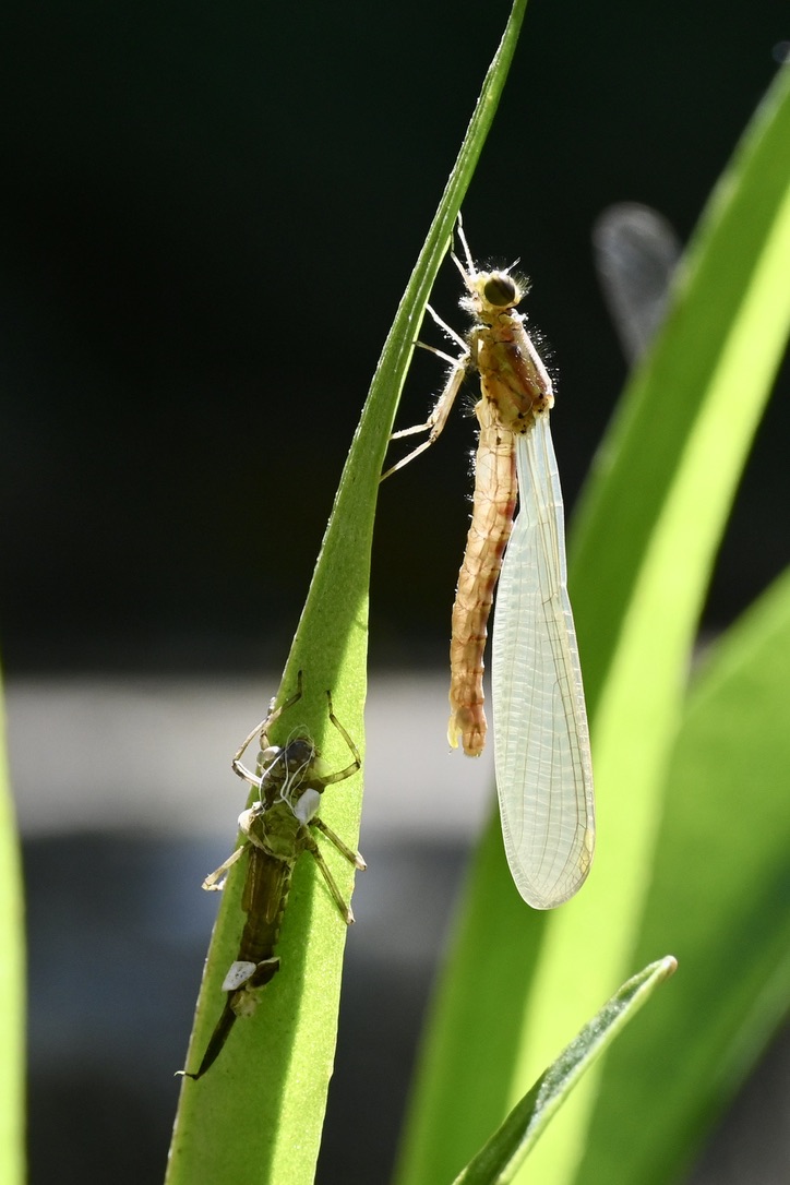 It's been a while, but had to post pictures from watching damselflies emerging from the pond.
uknatureblog.com/2020/04/damsel…