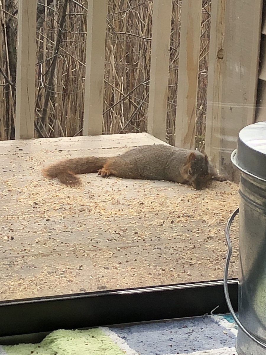 karensstover's tweet image. We have named him Bellytime #SquirlDominion #SquirrelBuffet #SquirrelLand