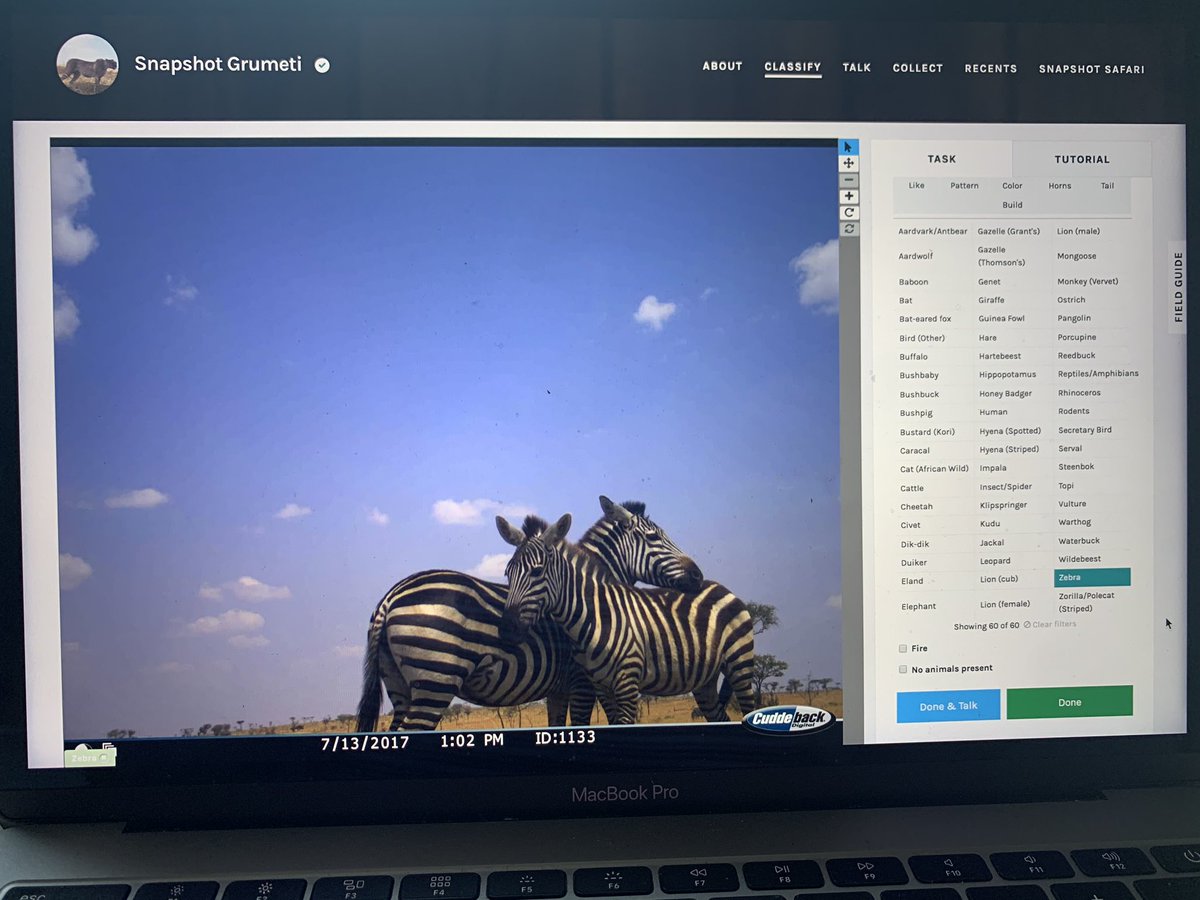 mollybrown_wild's tweet photo. Having time to contribute to @the_zooniverse @SnapshotSafari has definitely been a favorite pastime of lockdown so far... here’s a few great shots from the #grumeti camera traps! #eland #zebra #secretarybird https://t.co/BsRK414O8x
