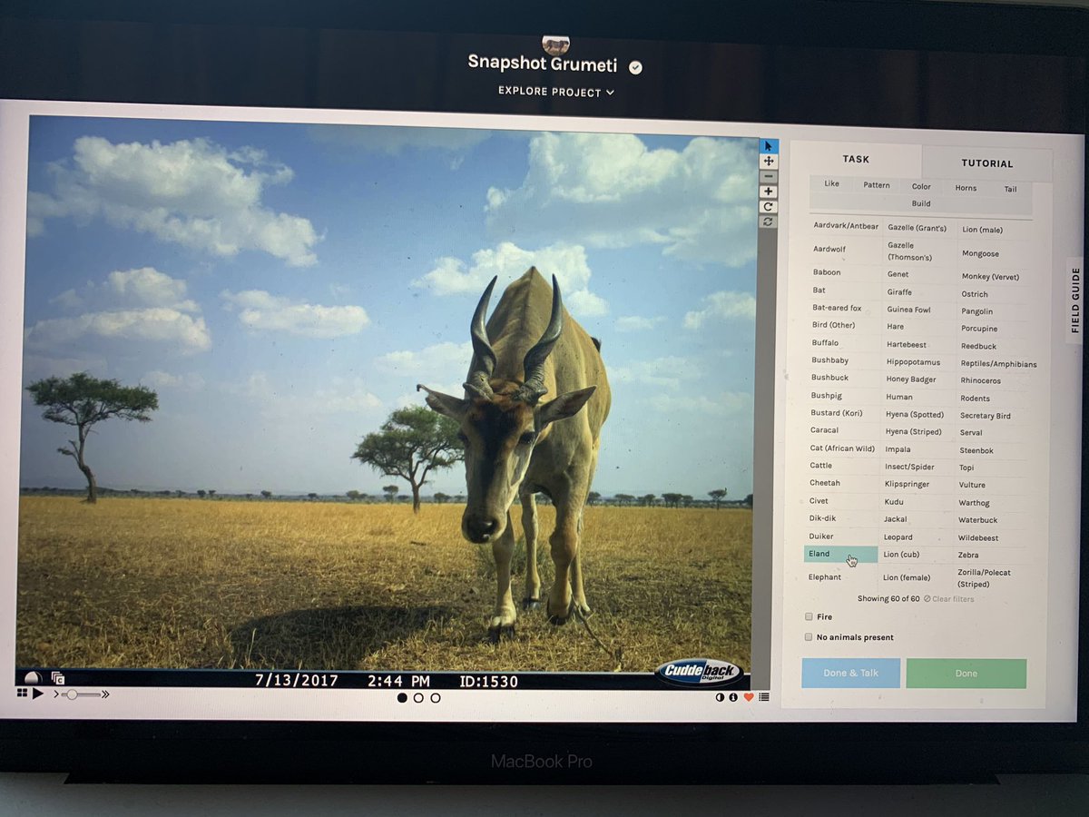 mollybrown_wild's tweet photo. Having time to contribute to @the_zooniverse @SnapshotSafari has definitely been a favorite pastime of lockdown so far... here’s a few great shots from the #grumeti camera traps! #eland #zebra #secretarybird https://t.co/BsRK414O8x