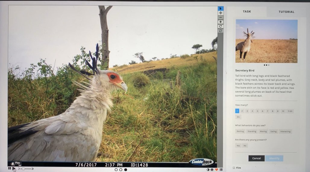 mollybrown_wild's tweet photo. Having time to contribute to @the_zooniverse @SnapshotSafari has definitely been a favorite pastime of lockdown so far... here’s a few great shots from the #grumeti camera traps! #eland #zebra #secretarybird https://t.co/BsRK414O8x