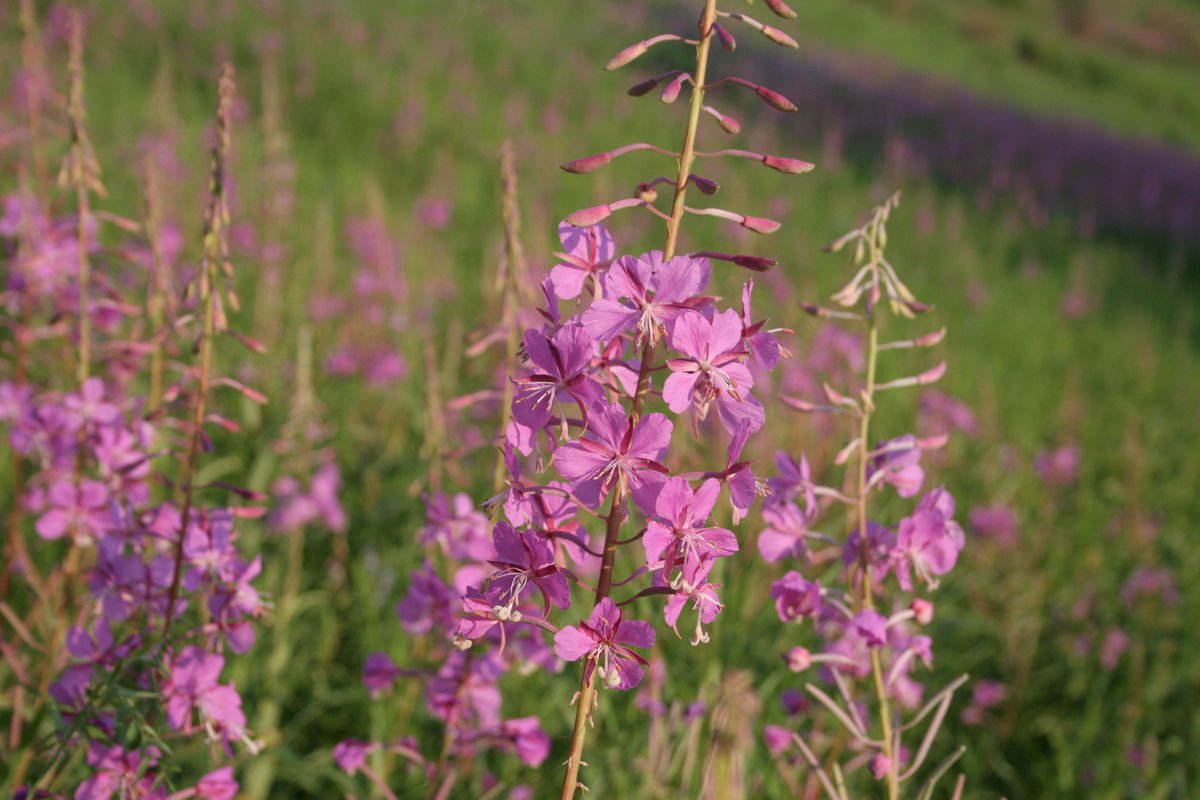 UAFExtension's tweet photo. Have you ever wondered if fireweed is edible? It is, and this publication has information on how to preserve and use the shoots, buds and blossoms of this perennial plant. You'll learn how to clean, store and dry fireweed, as well as how to extract juice. https://t.co/RZTFPgKjpp https://t.co/t6b7b5JGRA