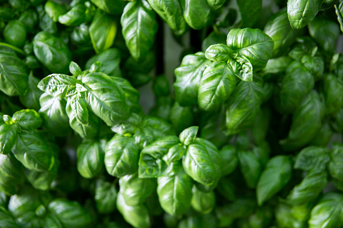 squarerootsgrow's tweet photo. PSA: your #basil is begging to come out of the fridge! Square Roots basil is grown locally and harvested at peak freshness, meaning (when stored at room temp) it can stay fresh for up to two weeks.👌🌱 #herbtips #realfood https://t.co/DxbJakdj8t