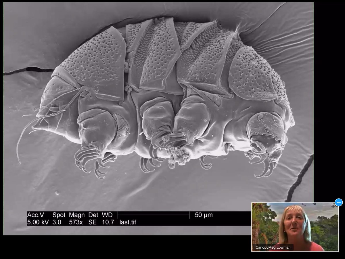 JimStLeger's tweet photo. .@canopymeg has led summer intern research teams composed of mobility impaired students. But that didn’t stop them. They discovered tardigrades in the tree tops! #WrigleyLecture #accessibility #disability #disabilityin https://t.co/9n6lU4NqU3