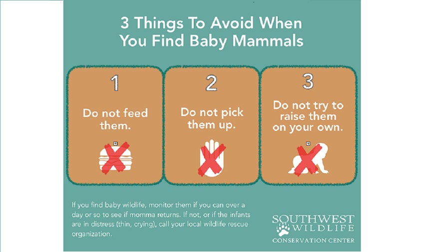 It's Baby Wildlife Season!  Don't be an accidental 'kit-napper'. #babywildlife #ClosedButStillCaring #wildlife