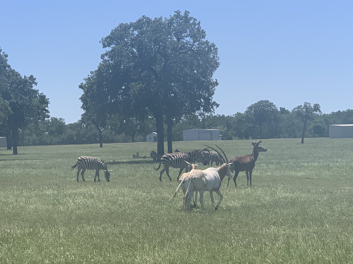 Last week, we went on a drive to Austin and somehow had a stopover in Africa?  #zebras  #gazelle? Side note: Zain let me drive his beloved car, I think we reached a new level in trust.