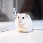 溢れ出るおじいちゃん感!玉手箱を開けちゃったのか？!