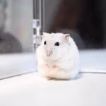 溢れ出るおじいちゃん感!玉手箱を開けちゃったのか？!