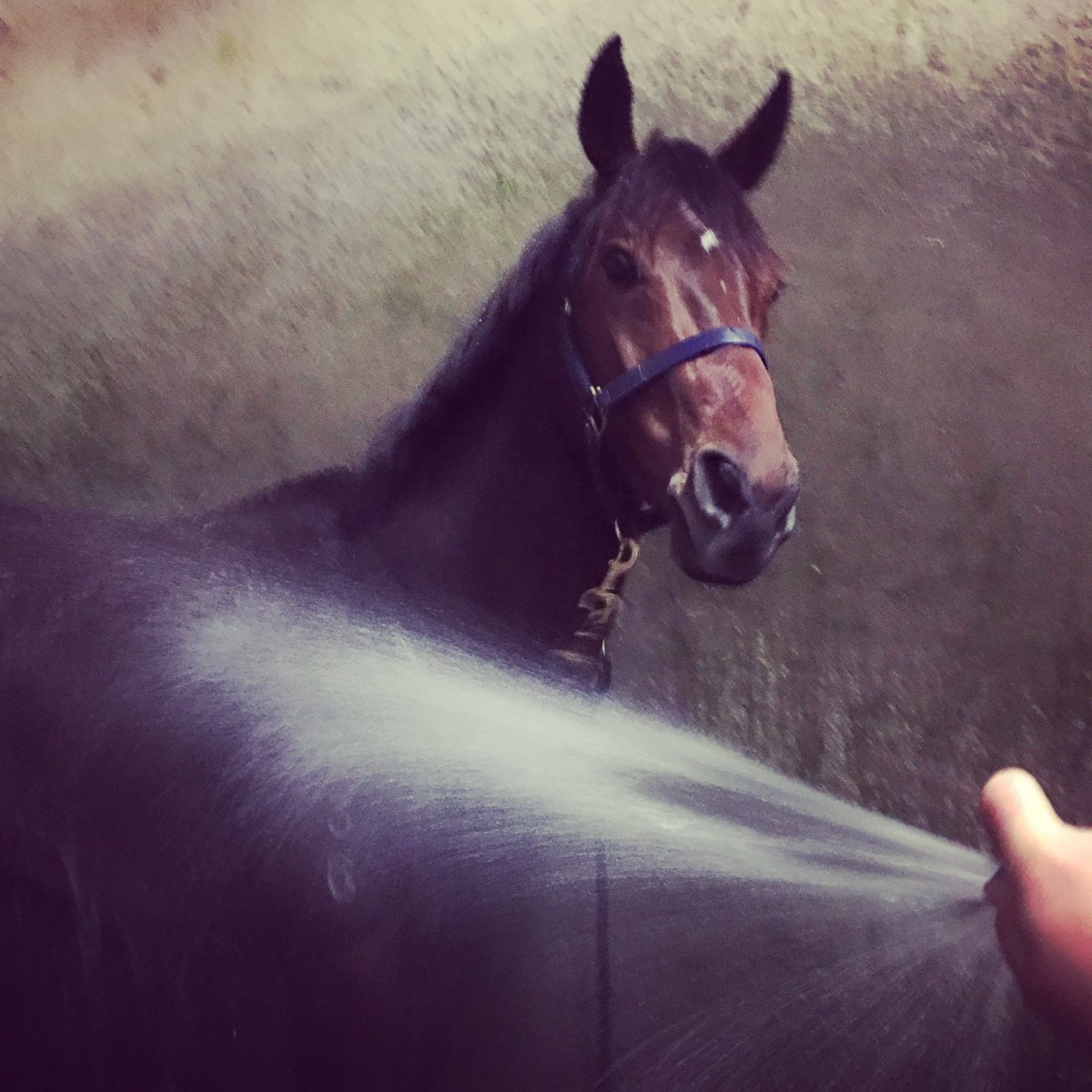JewelRacing's tweet photo. HE IS getting ready for his return to the track today @MelbRacingClub, Race 4 over 1300m. 

He is looking for more distance but his work going into this race has been sharp, a forward showing would not surprise. Best of luck to everyone involved 🤞

@MarkKavanaghRac @JoeBowditch https://t.co/vbDMu3Bi6A
