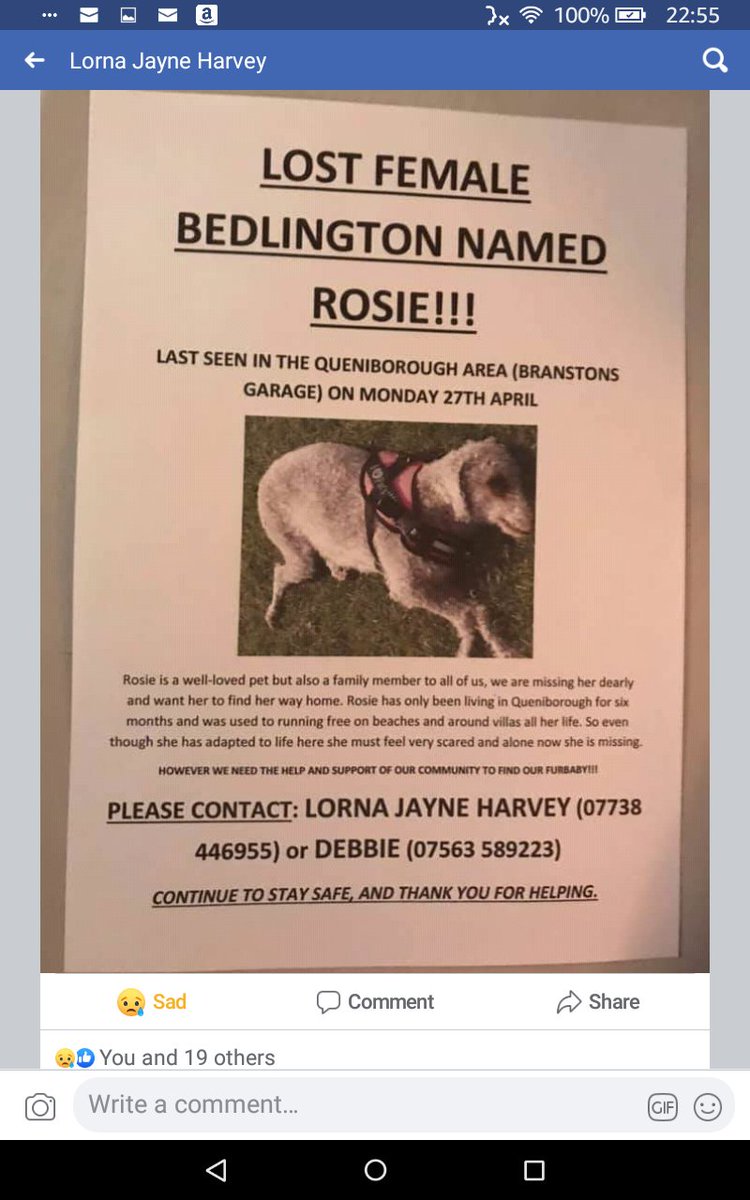 HunnyJax's tweet photo. https://t.co/eyMTfBIPWF
π΄π LostDogAlert πΎ#QUENIBOROUGH area #Leicestershire LE7
π #HelpFindRosie #Bedlington Terrier who is MISSING in Your Area π Wearing Harness as Photo
ππ 07738446955 or 07563589223 with ANY SIGHTING Or If Taken In
πDo NOT CHASE Her She Will Runπ https://t.co/gPcUuyse2r