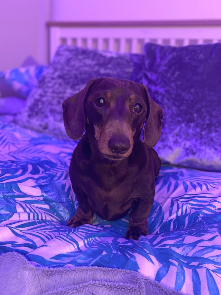 LDollyfitz's tweet photo. Goodnight... love from Dolly😍 https://t.co/BjVS3VydMf