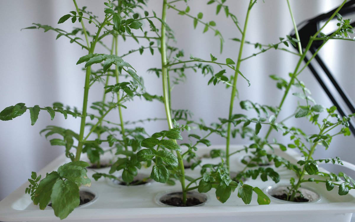 カルクウ 水耕栽培クレソン アブラムシが全体に増えて手に負えないのでテントウムシ幼虫を投入 あんまり期待してなかったけど クレソンの茎を登るやムシャムシャ食ったり蹴散らしたりで3日と経たず駆逐してしまった 凄いコレが天敵というものか