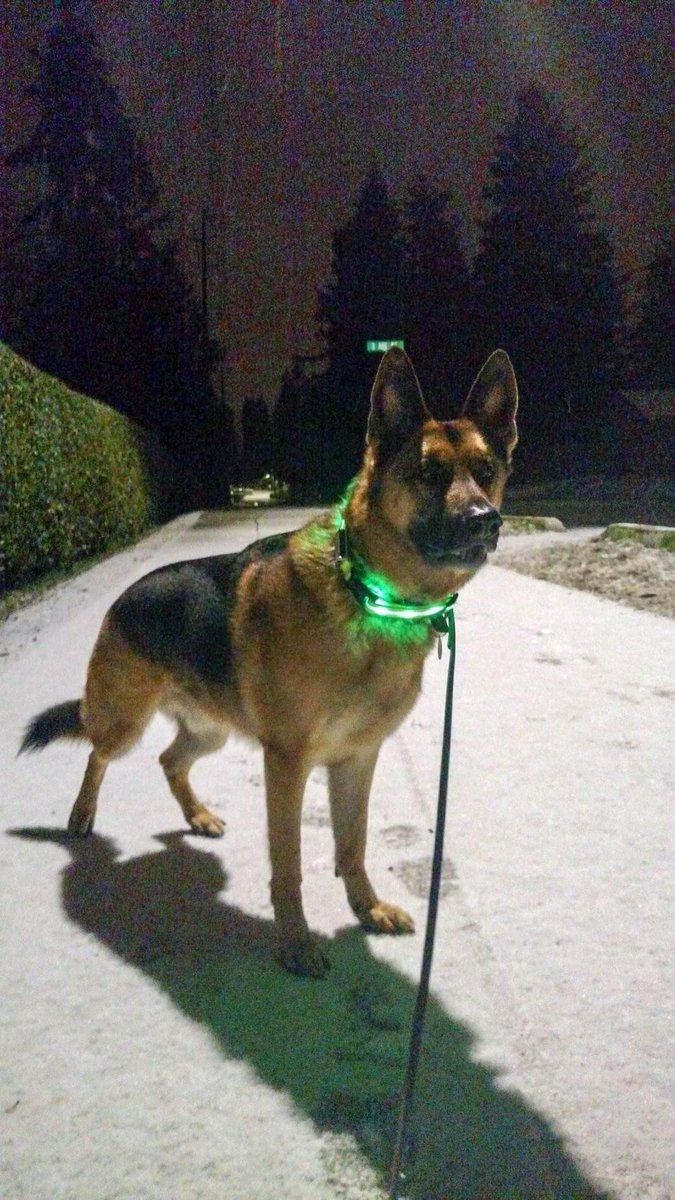 JAGCORPS9's tweet photo. #ShorelineLivingMoops.   Holyrood Cemetery run.  Mr. Leo https://t.co/EkxS7yB9Ew