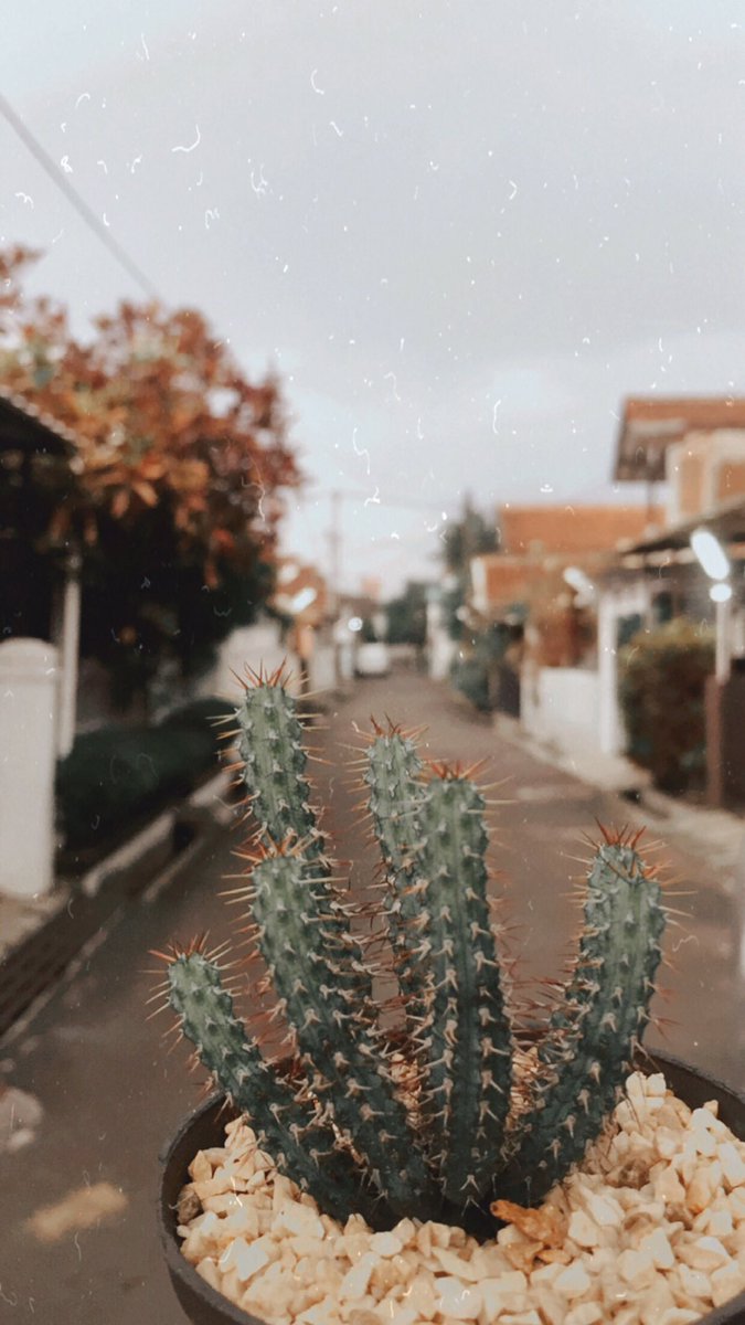 endruxander88's tweet photo. My fav kaktus 😘😍🌵🌵🌵🌵 https://t.co/ru37nd6ZWG