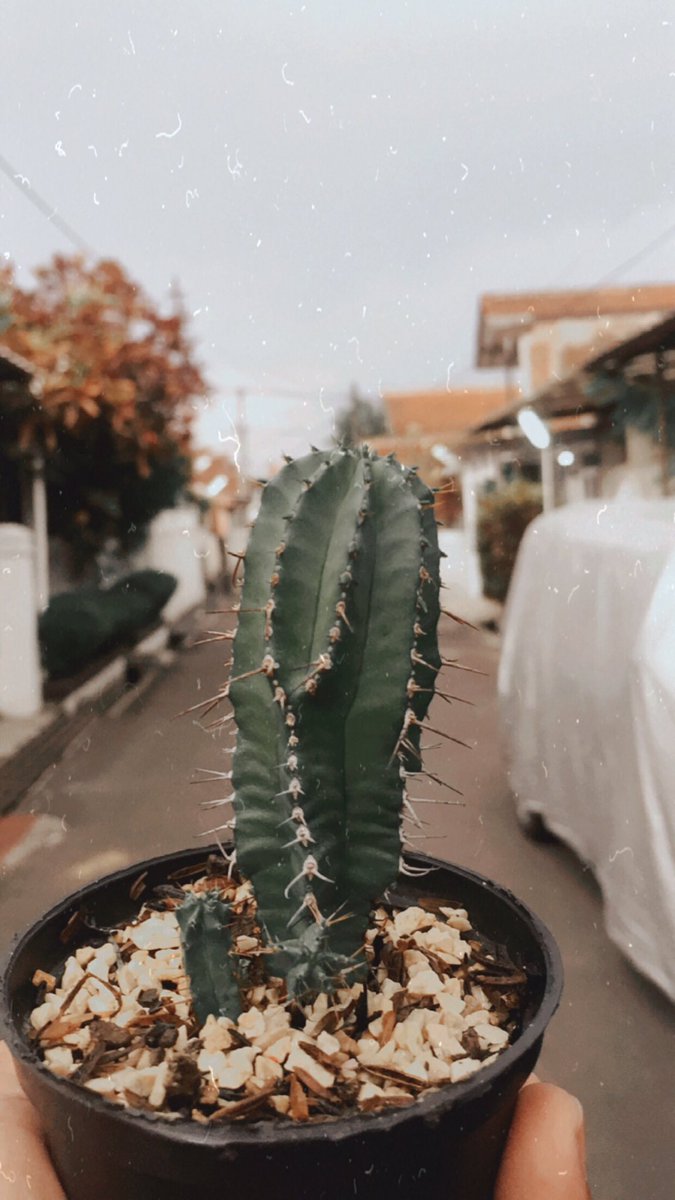 endruxander88's tweet photo. My fav kaktus 😘😍🌵🌵🌵🌵 https://t.co/ru37nd6ZWG