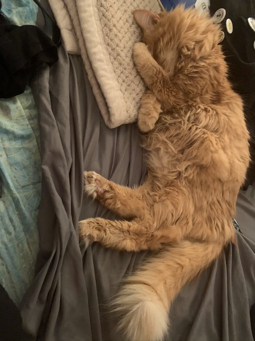 @Chamberlain_Cal i also call my cat big chonker https://t.co/Z43df1AmHS<a class="tags" target="_blank" title="On Twitter" href="/?out=eyJ0eXAiOiJKV1QiLCJhbGciOiJIUzUxMiJ9.eyJpYXQiOjE3MjQ4ODc1OTAsImlzcyI6InR3cG9ybnN0YXJzLmNvbSIsIm5iZiI6MTcyNDg4NzU5MCwiZXhwIjoxNzU2NDIzNTkwLCJyZWRpcmVjdF91cmwiOiJodHRwczovL3R3aXR0ZXIuY29tL0NoYW1iZXJsYWluX0NhbCJ9.80aWErD02d5x2tP6YIN87XQ1qBVMQbpOQ98Zpraz6NPx5M3hDFyj1Ny6vDEk0p7dQngNZCbQxD4FY_16S2e2WQ">@Chamberlain_Cal</a>