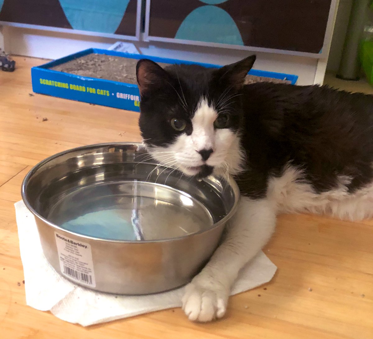LoMeowChenko's tweet photo. Haathi says ‘I drink alone!’
#YeahWithNobodyElse
#HomeWithHaathi #StayHydrated #StayHome #QuaratineCats https://t.co/5BJwcKGroU