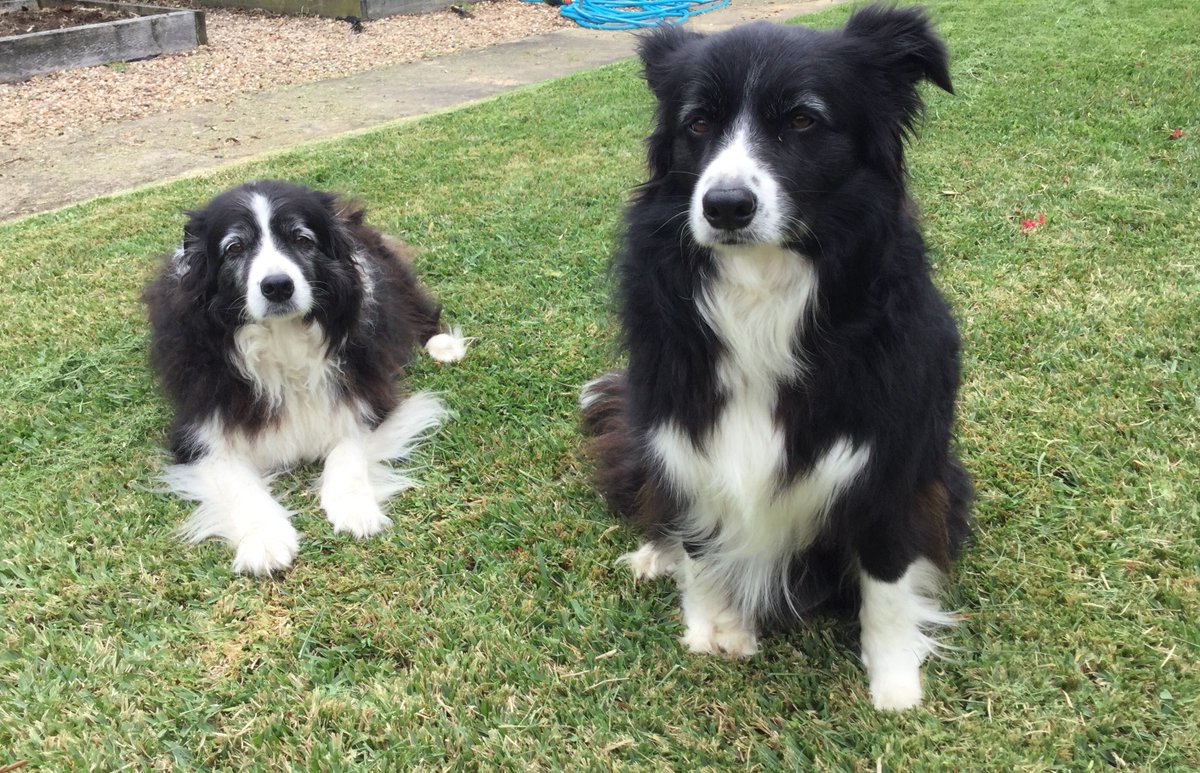 UOW's tweet photo. We are back with the best work from home colleagues #PetsofUOW #AusUniPetWars https://t.co/GM10tpj36i