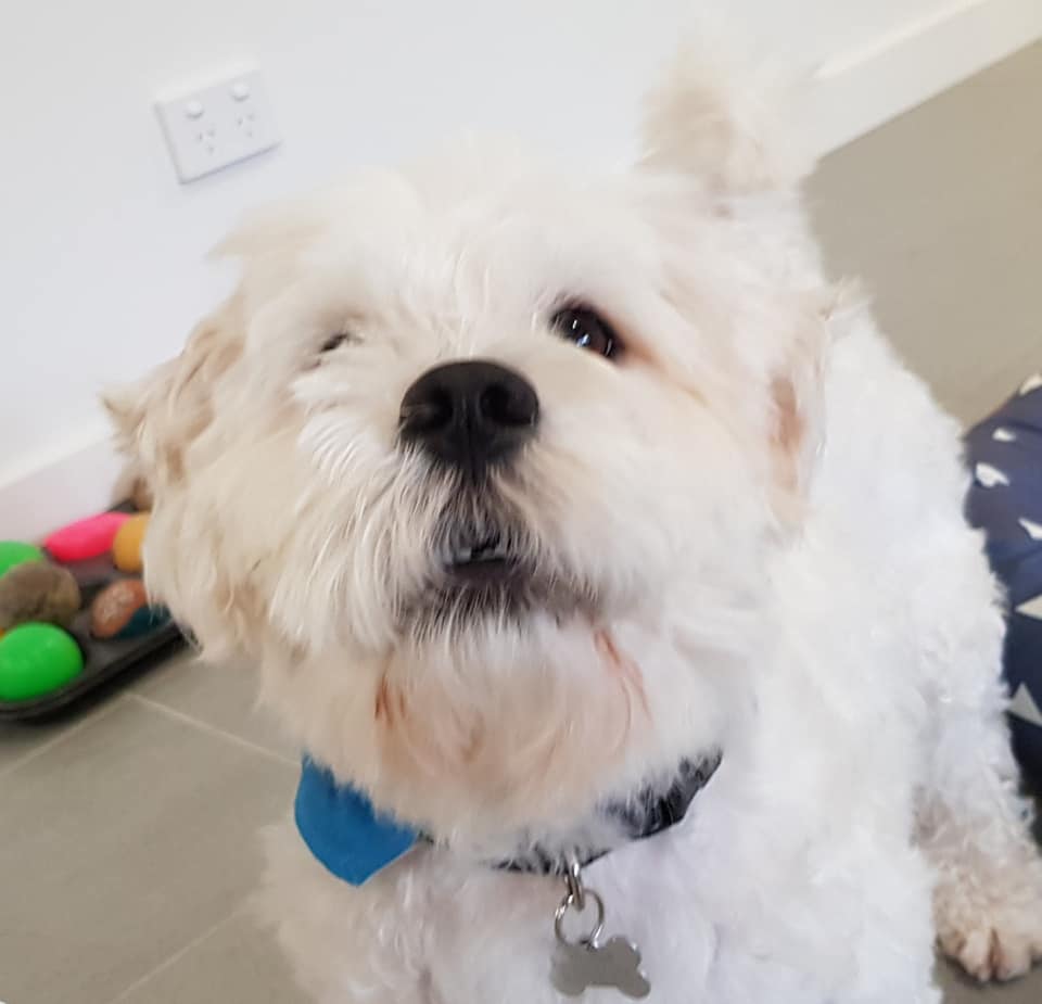 UOW's tweet photo. We are back with the best work from home colleagues #PetsofUOW #AusUniPetWars https://t.co/GM10tpj36i