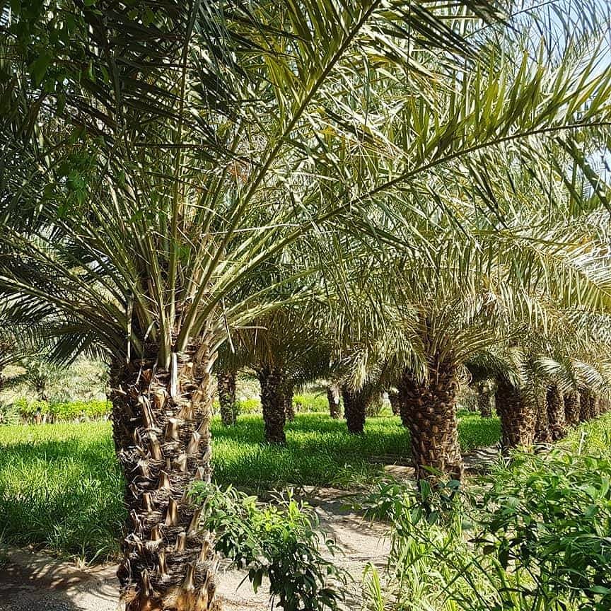 SabyMed's tweet photo. Ces photos représentent une exploitation agropastoral situer à Harou dans la région de Dikhil. Djibouti cmpte de plus en plus de système d'exploitation de ce type.
J'ai pu visité plusieurs d'entre elles. J'ai été fascinée par leur diversité de production. #Djibouti #agriculture https://t.co/XyR3VP2Q1J