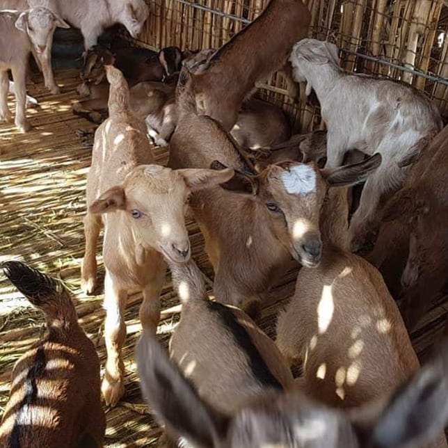 SabyMed's tweet photo. Ces photos représentent une exploitation agropastoral situer à Harou dans la région de Dikhil. Djibouti cmpte de plus en plus de système d'exploitation de ce type.
J'ai pu visité plusieurs d'entre elles. J'ai été fascinée par leur diversité de production. #Djibouti #agriculture https://t.co/XyR3VP2Q1J
