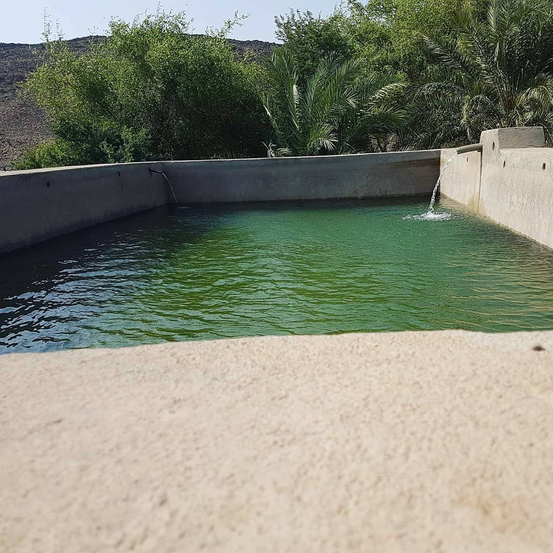 SabyMed's tweet photo. Ces photos représentent une exploitation agropastoral situer à Harou dans la région de Dikhil. Djibouti cmpte de plus en plus de système d'exploitation de ce type.
J'ai pu visité plusieurs d'entre elles. J'ai été fascinée par leur diversité de production. #Djibouti #agriculture https://t.co/XyR3VP2Q1J