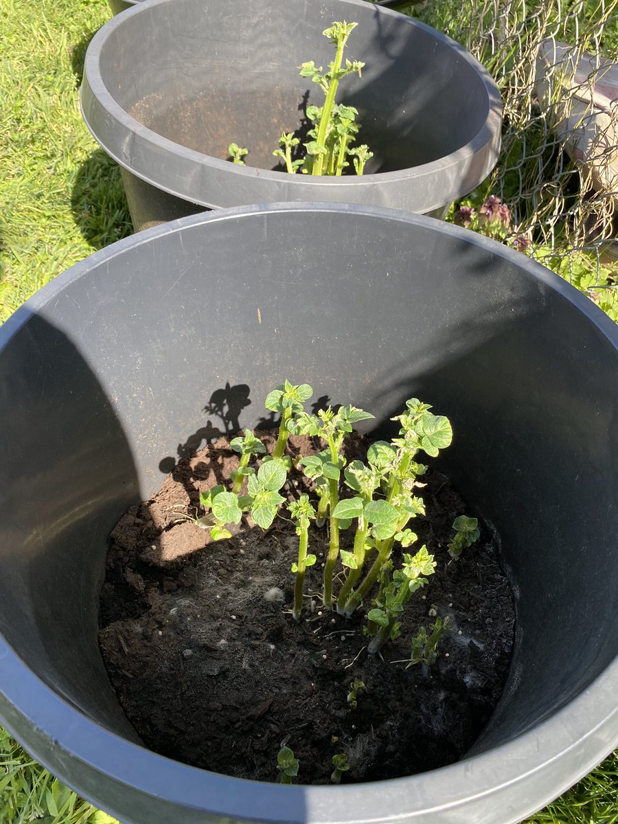 Megan Andersen (@homegrownmegan) on Twitter photo <a href="/dirtworking/">Project Pickle</a> <a href="/deltafarmroots/">Farm Roots</a> <a href="/deltasd37/">DeltaSchoolDistrict</a> This was on April 8th- they’ve since been delivered to students to adopt and they have grown up and over the pot already- looking healthy and happy! <a href="/dirtworking/">Project Pickle</a> <a href="/deltafarmroots/">Farm Roots</a> <a href="/deltasd37/">DeltaSchoolDistrict</a> This was on April 8th- they’ve since been delivered to students to adopt and they have grown up and over the pot already- looking healthy and happy!
