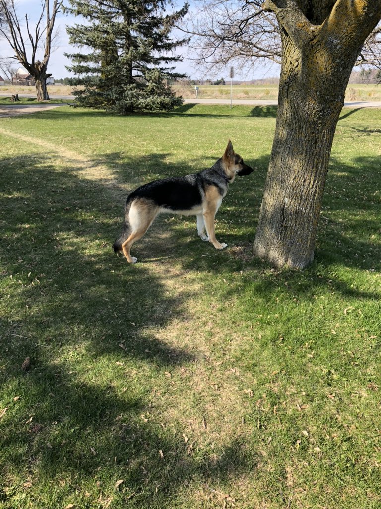 mrborton's tweet photo. Here’s a few photos of Lily. She has been walking ALOT lately. Look at the path we have made around our house! #PetsofPDSB @AlloaPS @PeelSchools https://t.co/VqodTBkYmY