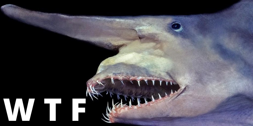 A fact of life: After Monday and Tuesday even the calendar says WTF!

#quicktrivia The #goblin shark's mouth is thought to expand in such a way that it creates a #vacuum, which #sucks in its #prey - now that definitely is #WTF 'what the fact!' 😂 😉 😉 
#zooconomy #zooconopicks
