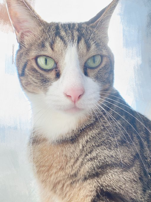コスプレイヤー猫田あしゅのTwitter画像31