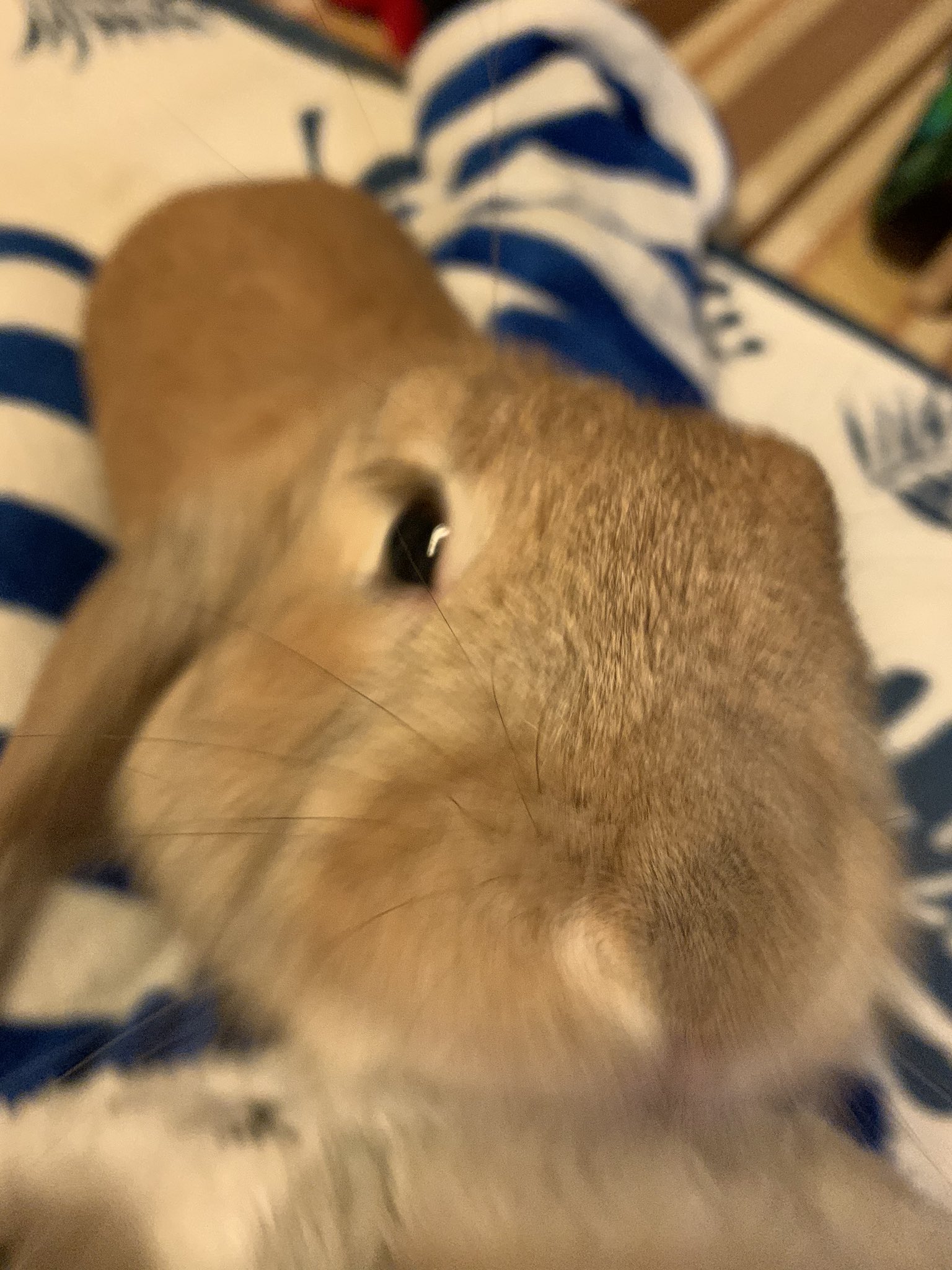 顎すり Twitter Search Twitter