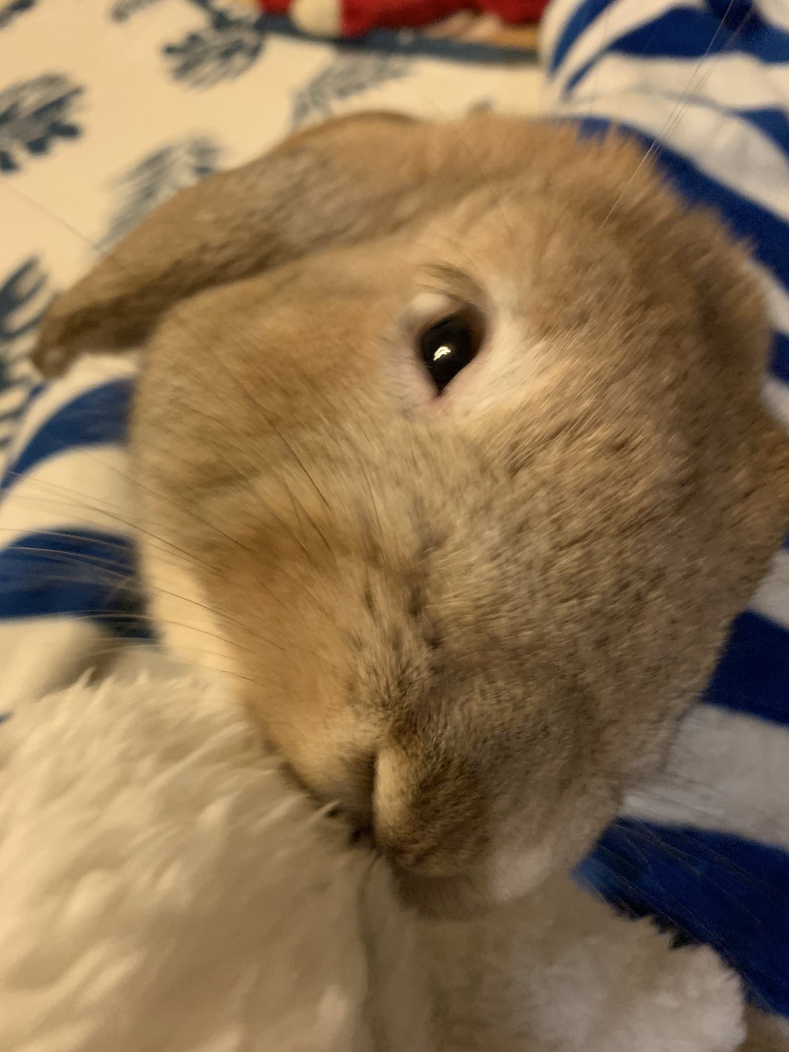 顎すり Twitter Search Twitter