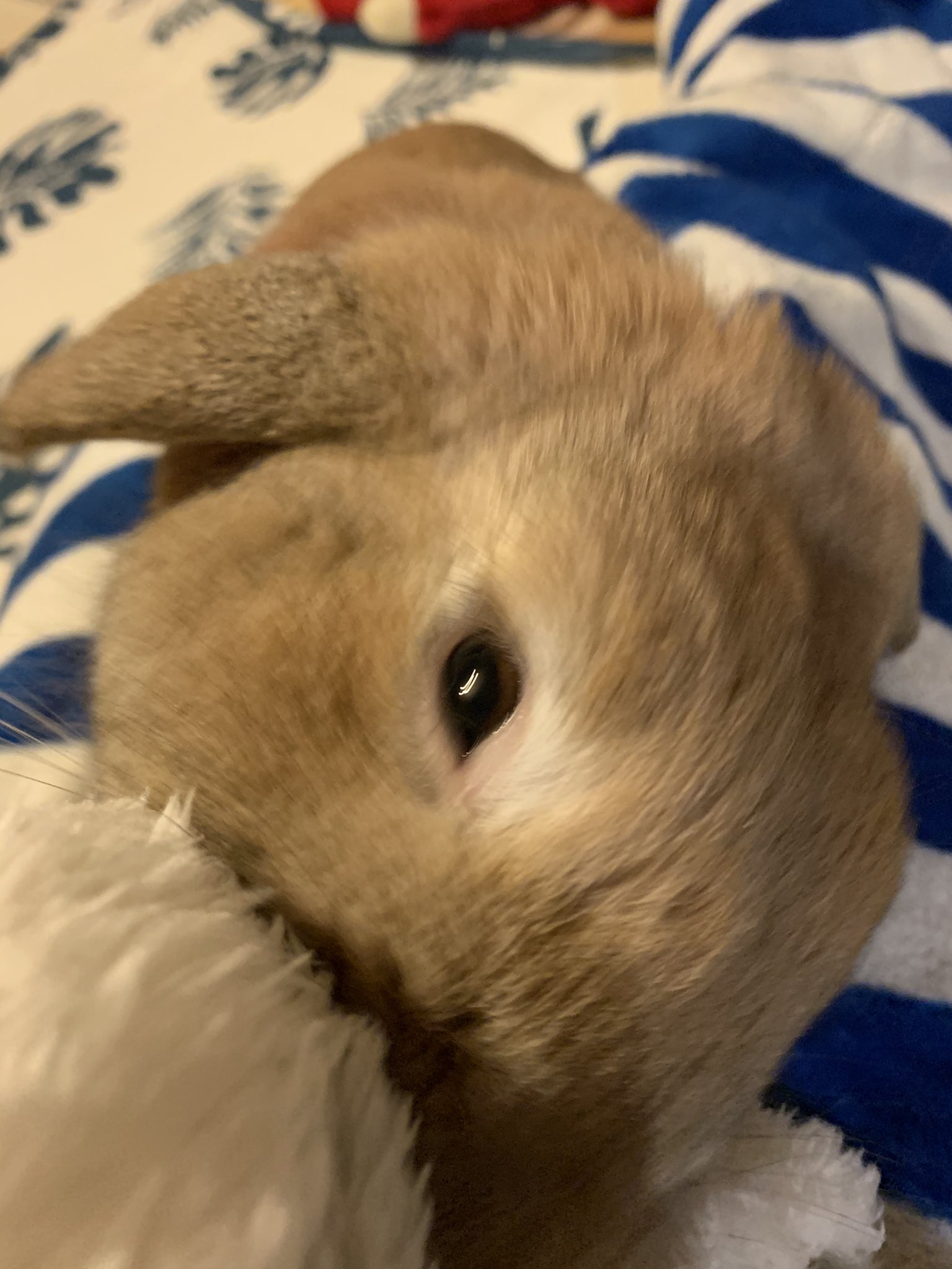 顎すり Twitter Search Twitter