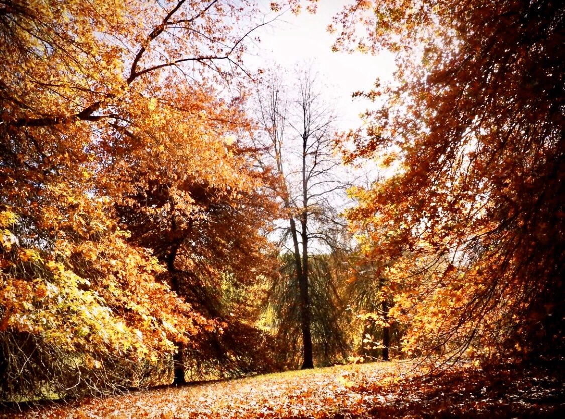 More #autumn beauty
Repost @BotGardensSA
The pin oaks at Mount Lofty Botanic Garden are creating a crunchy carpet of colour. 🍁🍂💛
📸 Lisa Duffy 
#MountLoftyBotanicGarden #MountLoftyBotanicGardens #autumncolours #oaks #oaktree #visitadelaidehills #adelaidehills #SouthAustralia