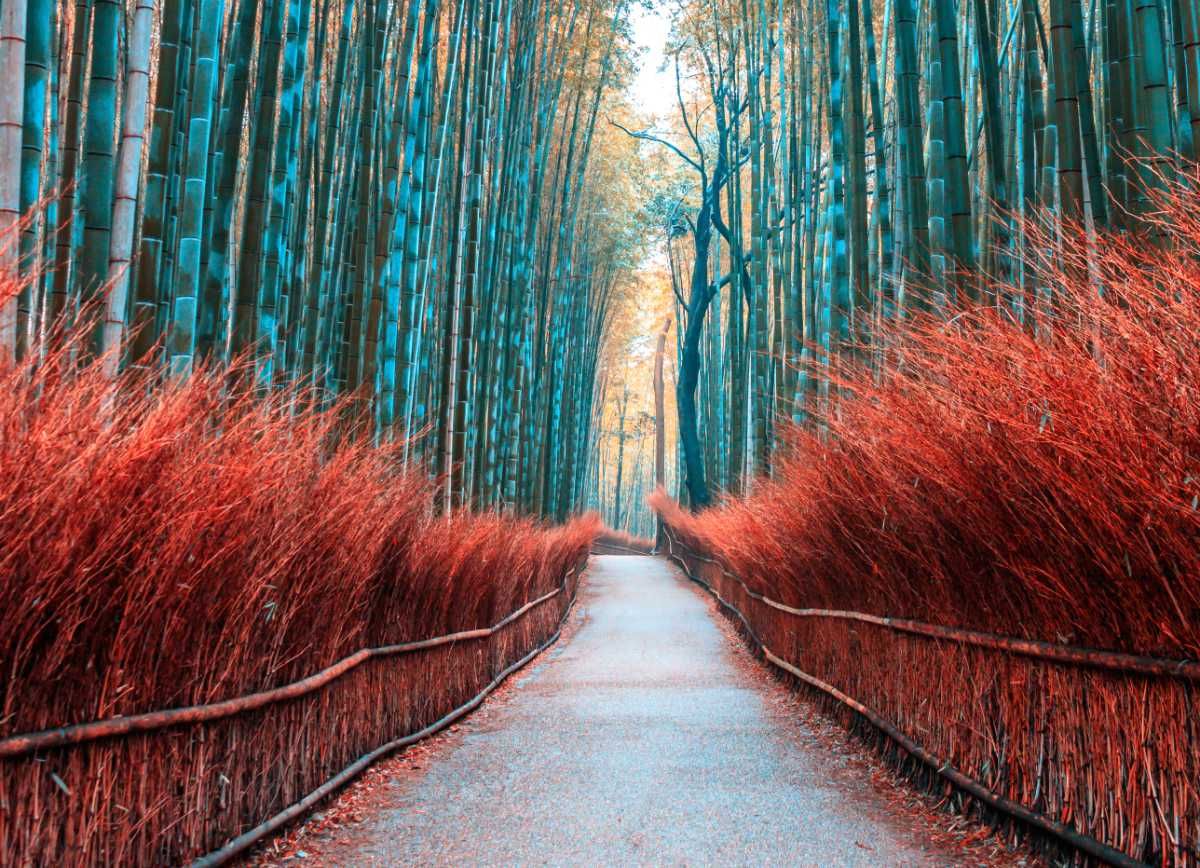 exsploreearth's tweet photo. 🌲 Forget the Amazon!😀

These fantastical forests will have you barking up all the right trees.🌳

Here are the 7 most beautiful forests in the world you need to see in your lifetime.😎😍

https://t.co/hdN2NNOruM

Via @WiseLivingMag 👏👏

#foresttravel #naturetherapy https://t.co/gDjjOawOLy