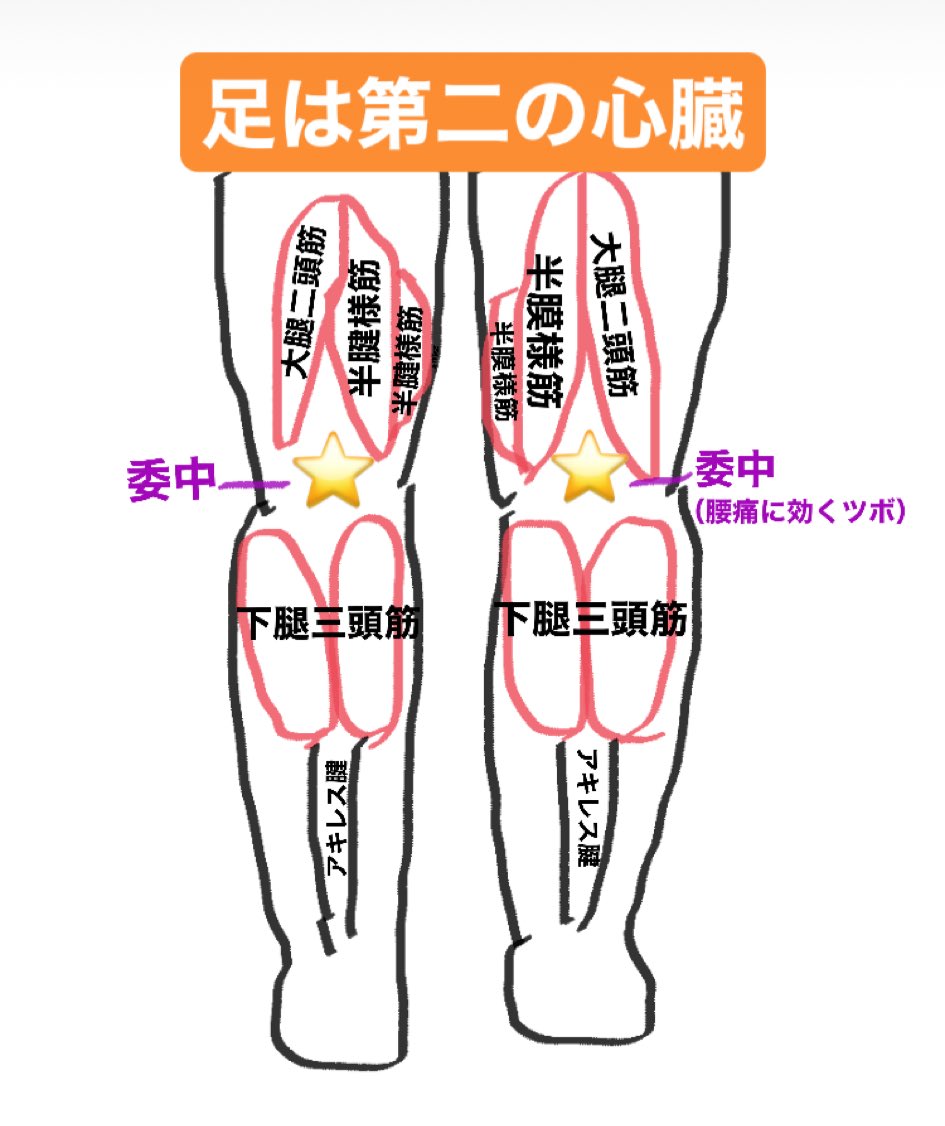 Twitter 上的 ぶらんのん 渋谷本店 整体 マッサージ ぶらんのん施術公開 今回は 脚編 です まずはどの筋肉とツボをとらえて施術しているのかご説明しますね ご予約はこちらから T Co 4uan352tui ぶらんのん 渋谷 マッサージ アロマケア Twitter 上的 ぶらんのん 渋谷本店 整体 マッサージ ぶらんのん施術公開 今回は 脚編 です まずはどの筋肉とツボをとらえて施術しているのかご説明しますね ご予約はこちらから T Co 4uan352tui ぶらんのん 渋谷 マッサージ アロマケア
