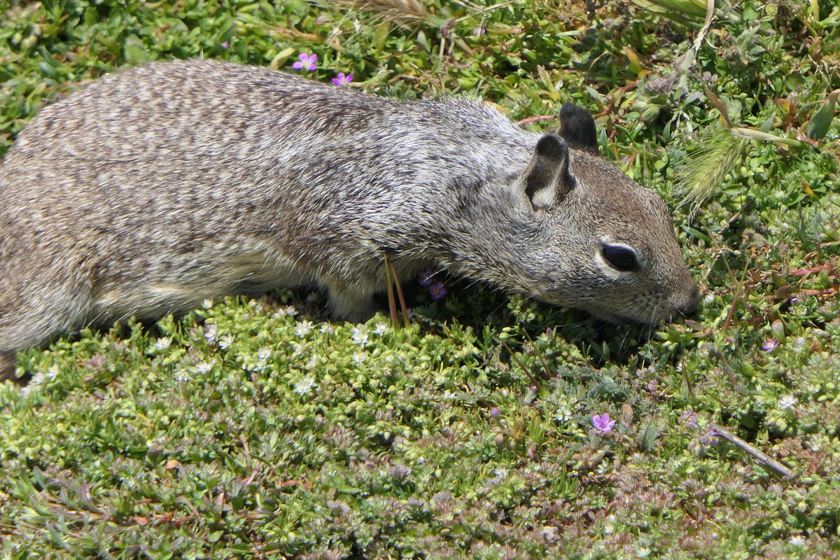 Ground squirrel feasting on variety of vegetation on the bluff above the Ocean #NaturePhotography #montanaDeOro