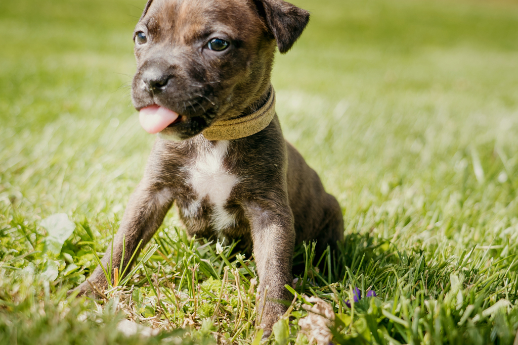 CaraAchterberg's tweet photo. Worms and puppies are not easily parted...plus a favorite foster returns. #neveradullmoment #fosterfun https://t.co/OL8zyH3zxT https://t.co/wmOoPd5UWg