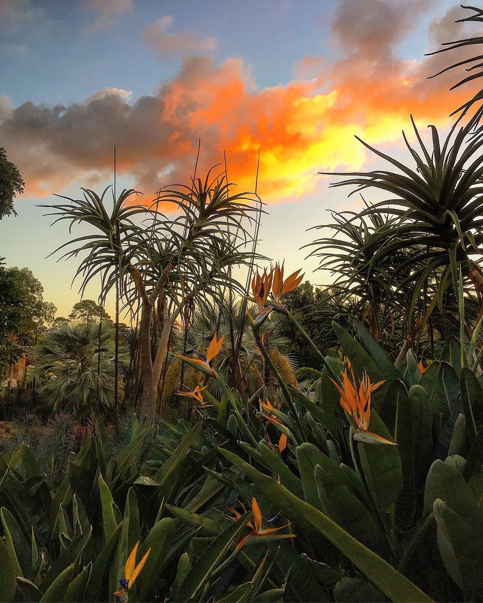 RBG_Victoria's tweet photo. The glorious Guilfoyle's Volcano at Melbourne Gardens captured at sunset by @nanettewhite ✨ 🌵 https://t.co/OPAC7Wt8JI