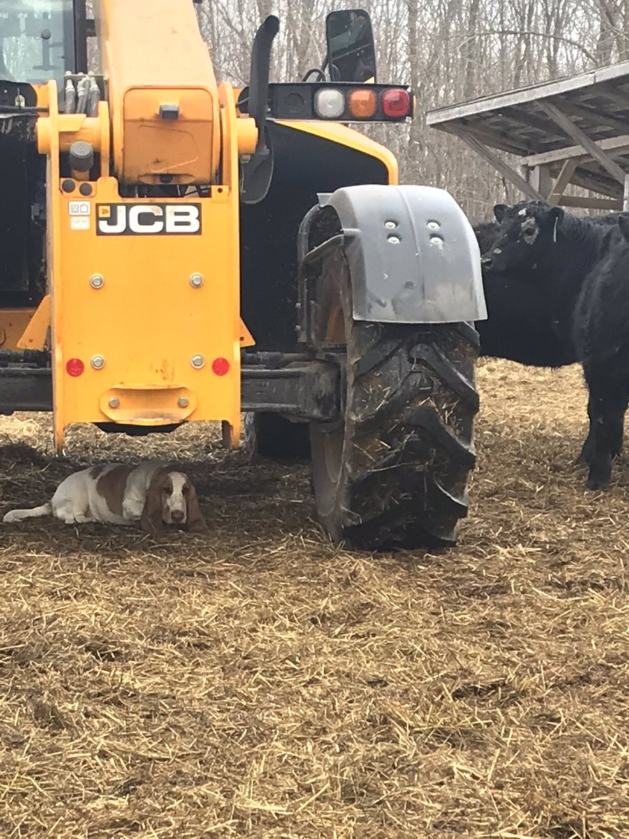 ScottyKirk05's tweet photo. When you finger out your not as big as the steers and they are between you and the gate. #PleaseHelp https://t.co/Rp1Lw3DMfm