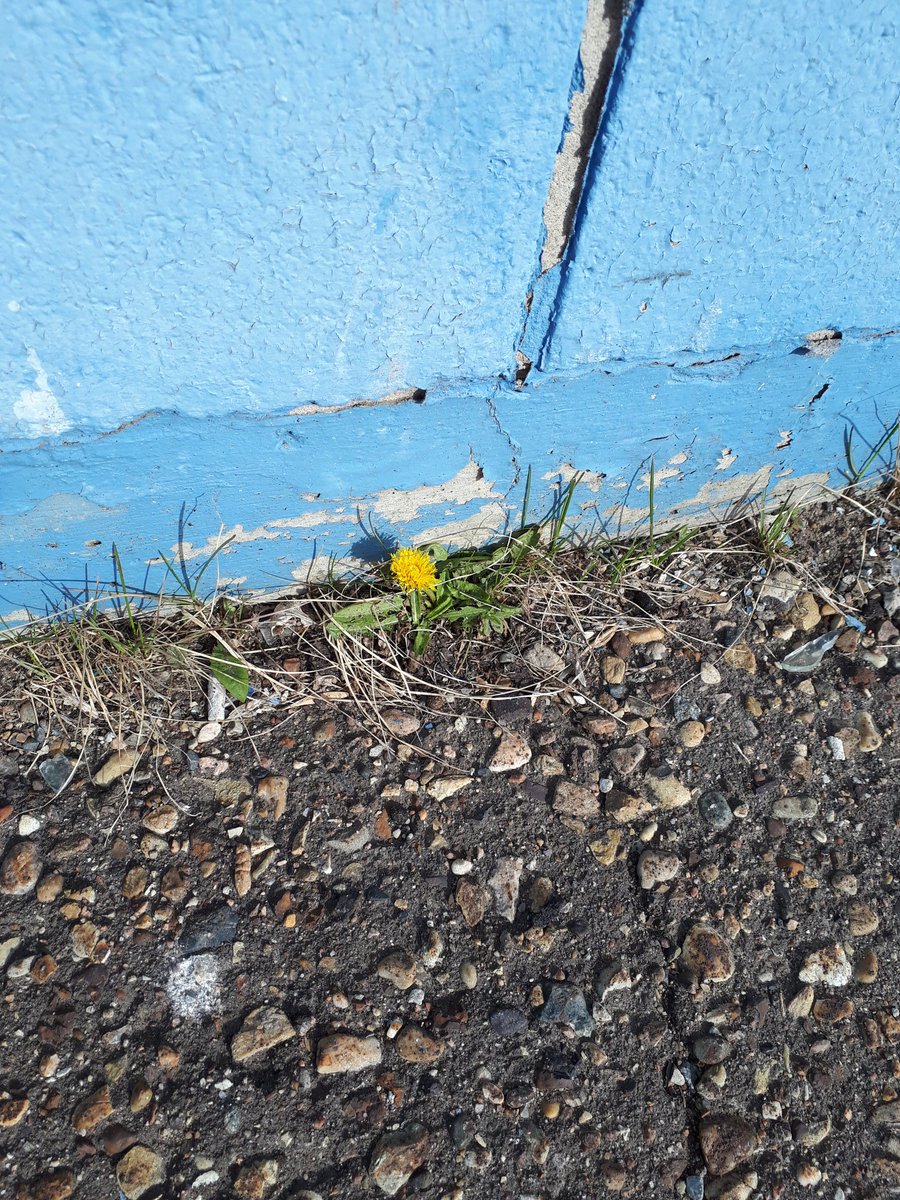 manicgt's tweet photo. Spring is now officially here.
#firstdandelion https://t.co/5ZAkbF8VEE