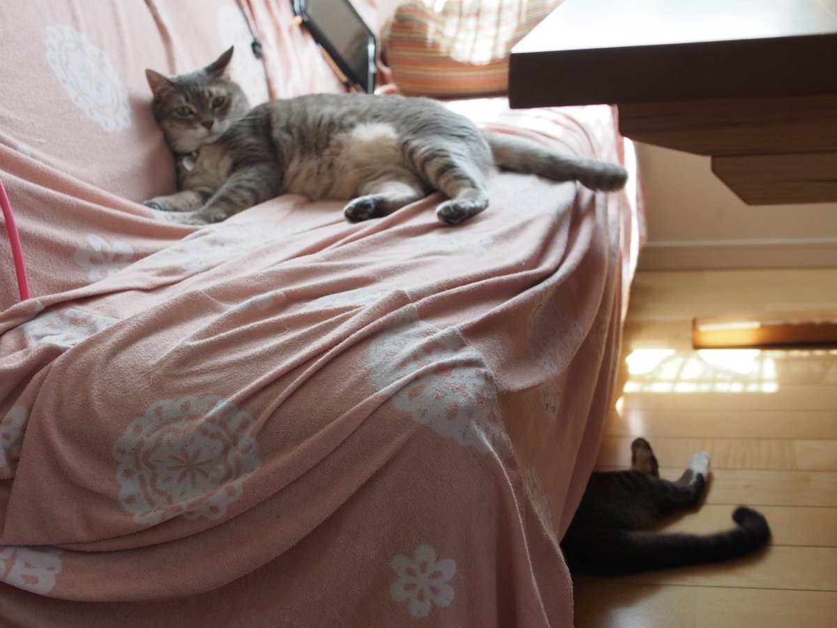 297 ちかくにいくはな
一緒にソファの下にいる写真ないなあ。撮っとけばよかった。 