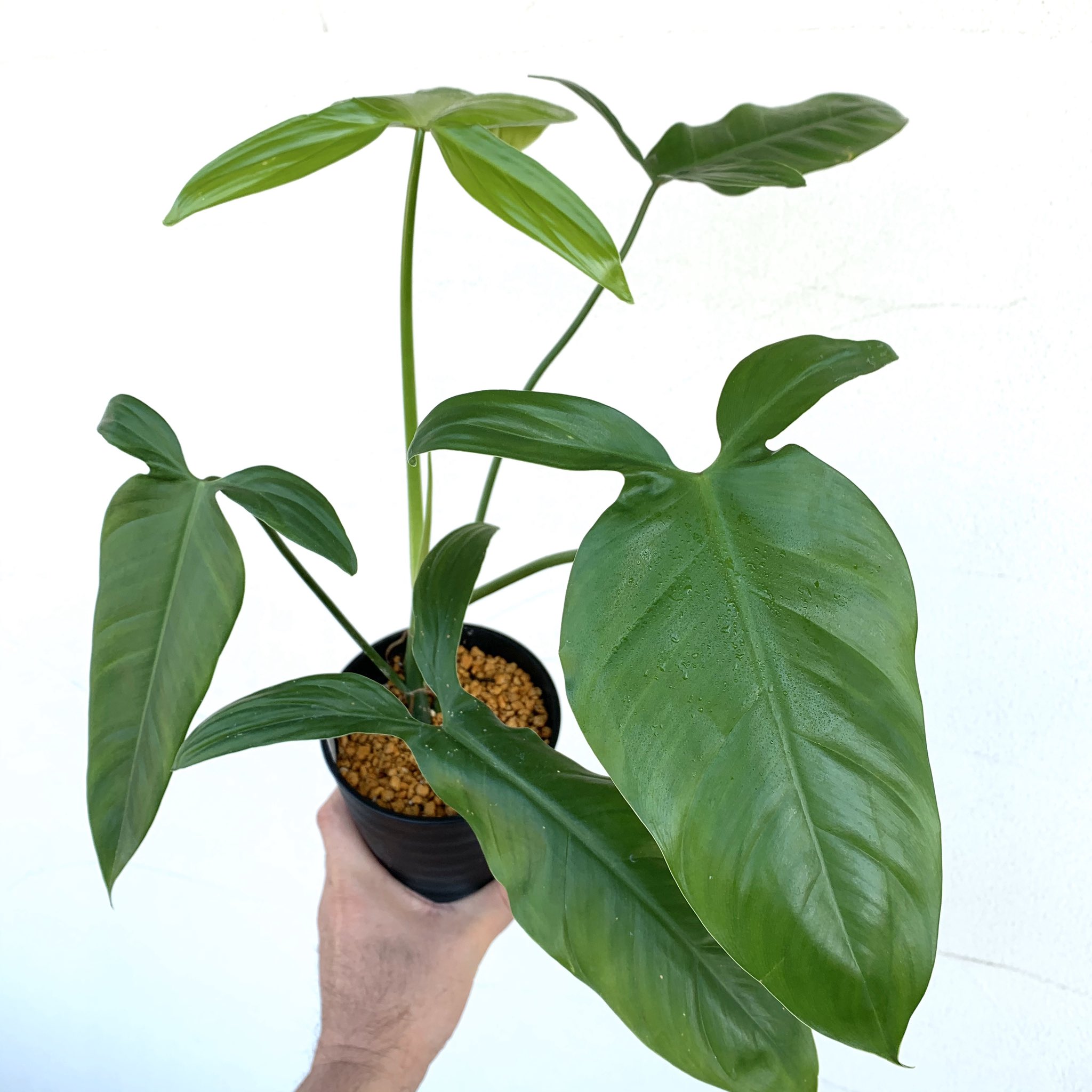 フィロデンドロン フェンズリー フィロデンドロン 9種類まとめて