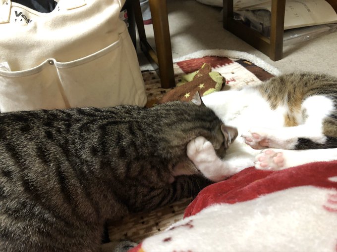 ねこかわいいにちじょうのtwitterイラスト検索結果